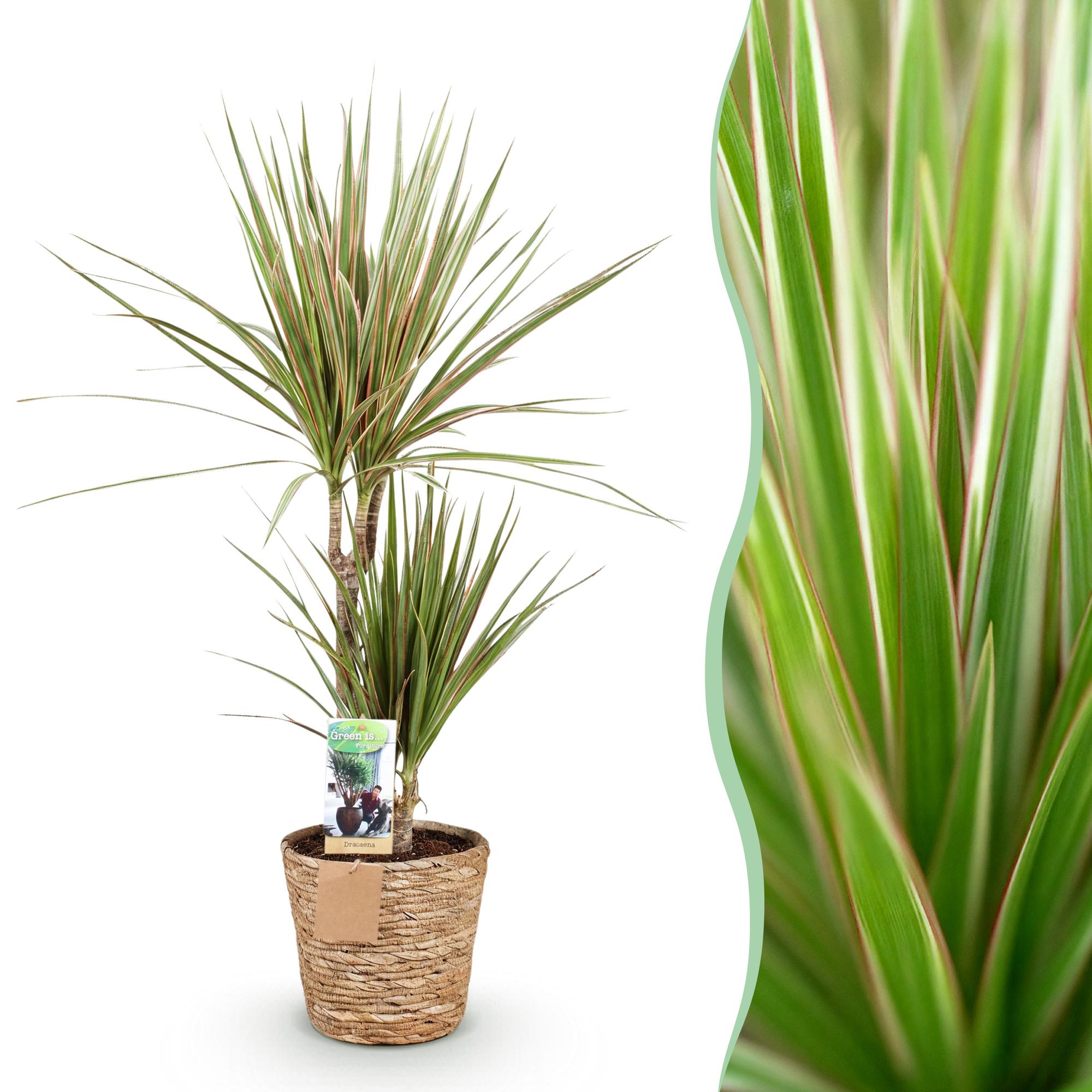 Green BoutiQ - Green is... Kamerplanten - Dracaena Marginata Bicolor - Drakenbloedboom - Weinig onderhoud - met mand - Groen - 1 Plant - Pot 17cm - Hoogte 70-75cm