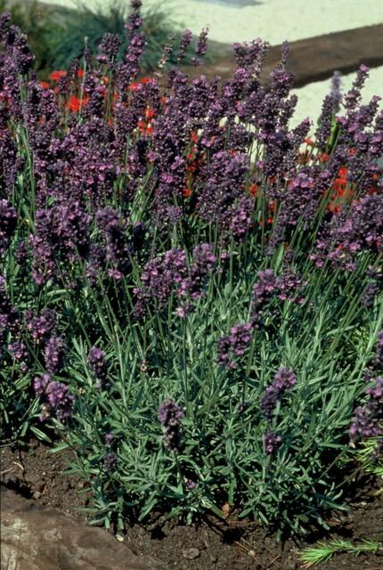 48x Lavandula ang. 'Munstead' - ↕10-25cm - Ø9cm