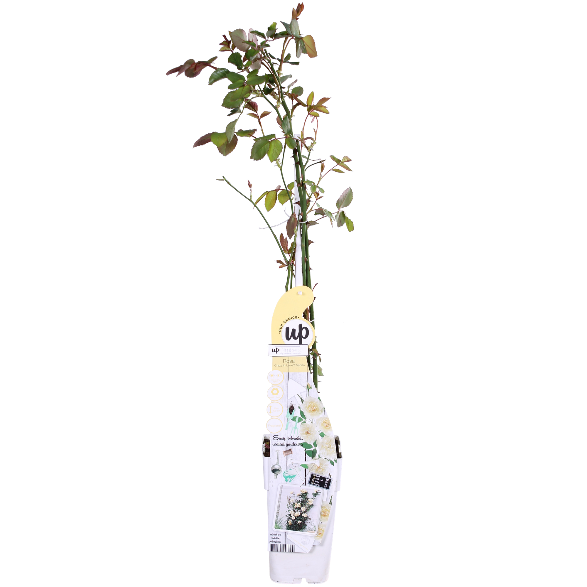 3x - Rosa Crazy in love 'Vanilla' - ↨65cm - Ø15