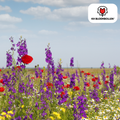 Wilde Bloemenzaad Mengsel – 100 gram | Goed voor Bijen, Vlinders & Biodiversiteit | ± 30–50 m²