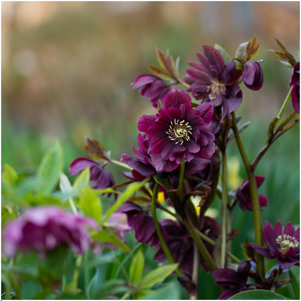 Helleborus Specials - 3 x Ø 14 cm - ↨ 25 cm