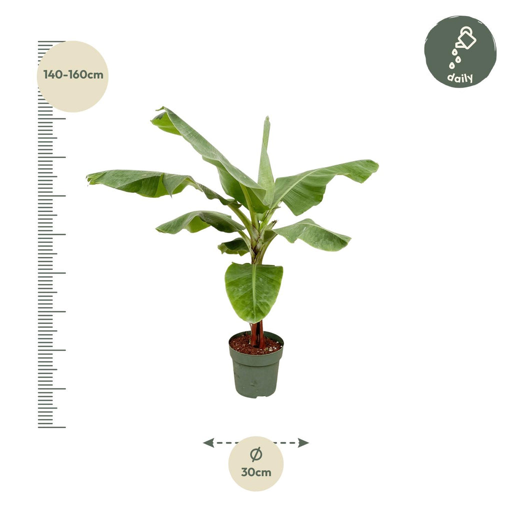 Bananenplant (Musa) - 180cm - Ø30-35