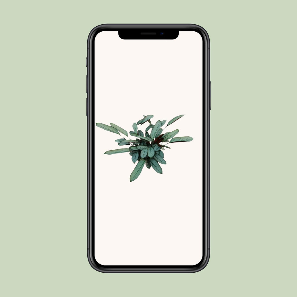 Ctenanthe Oppenheimiana - Ø17cm - ↕70cm