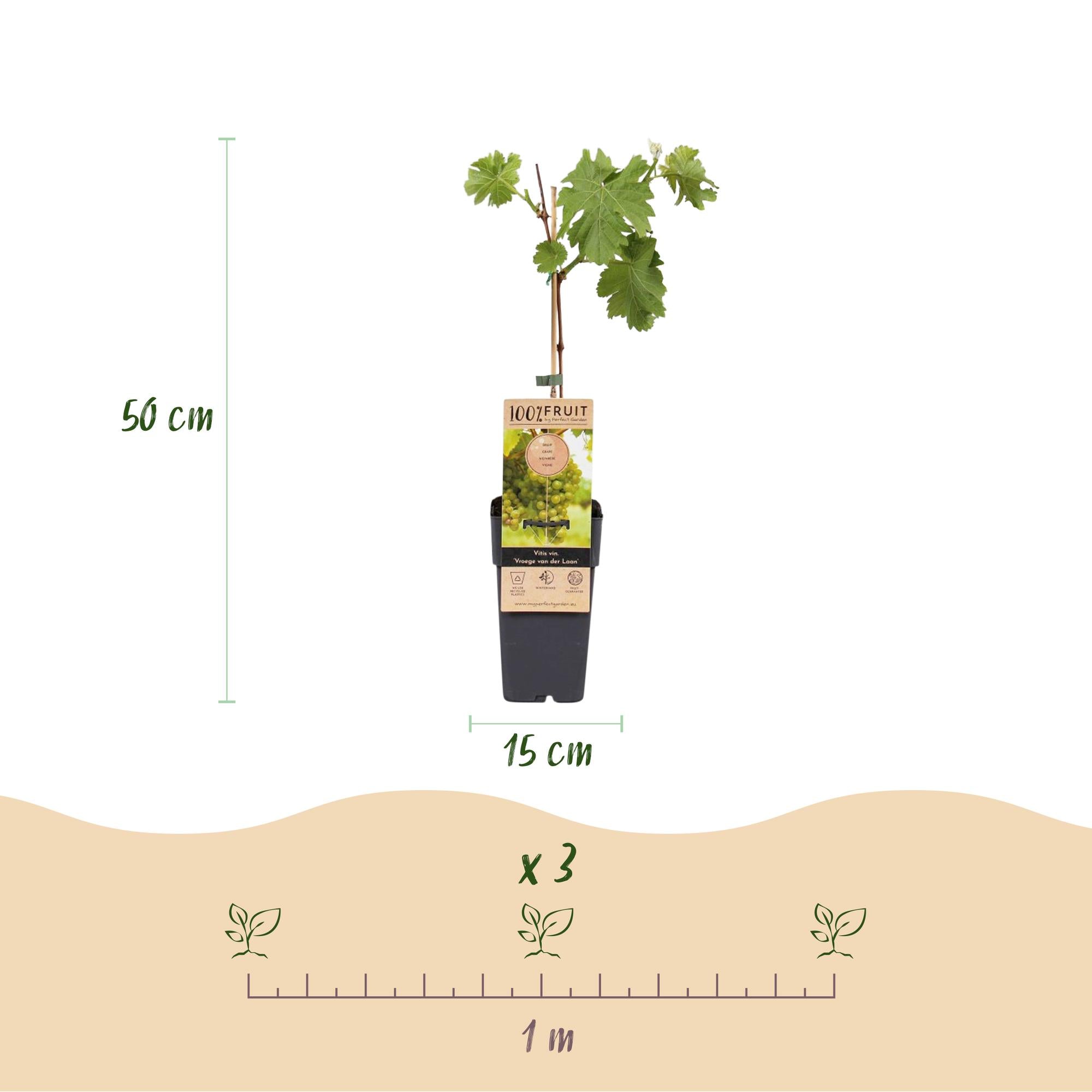 Green boutiQ - Fruitplant - Witte Druif - Vitis vinifera Vroege van der Laan - 2 planten - Pot 15cm Hoogte 50cm