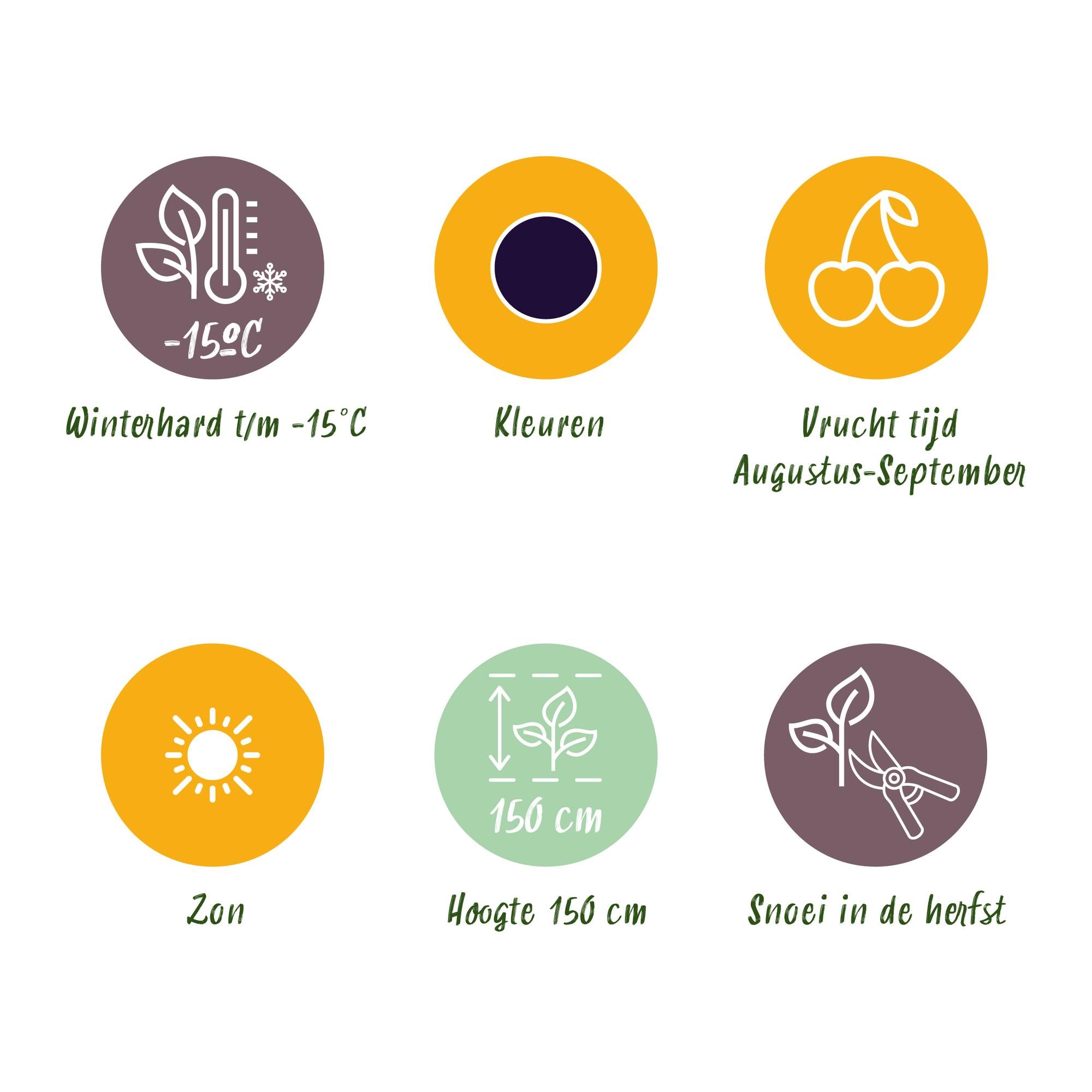 Green boutiQ - Fruitplanten - Braam - Rubus Black Satin - Winterhard - 6 Planten - Pot 9 cm - Zwarte Braam