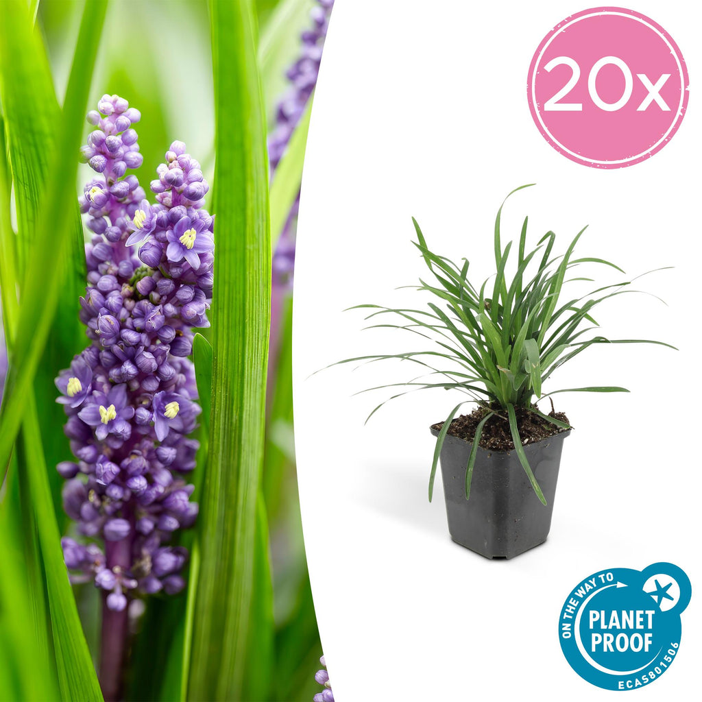 20x Liriope muscari 'Moneymaker' - ↕10-25cm - Ø9cm
