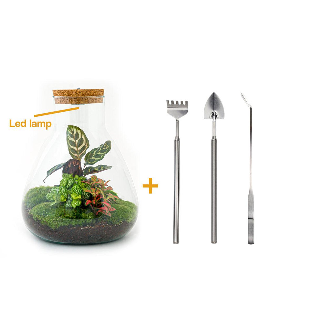 DIY Planten terrarium met licht - Sam Calathea - Ø 24,5 cm ↑ 30 cm - Rake + Shovel + Tweezer
