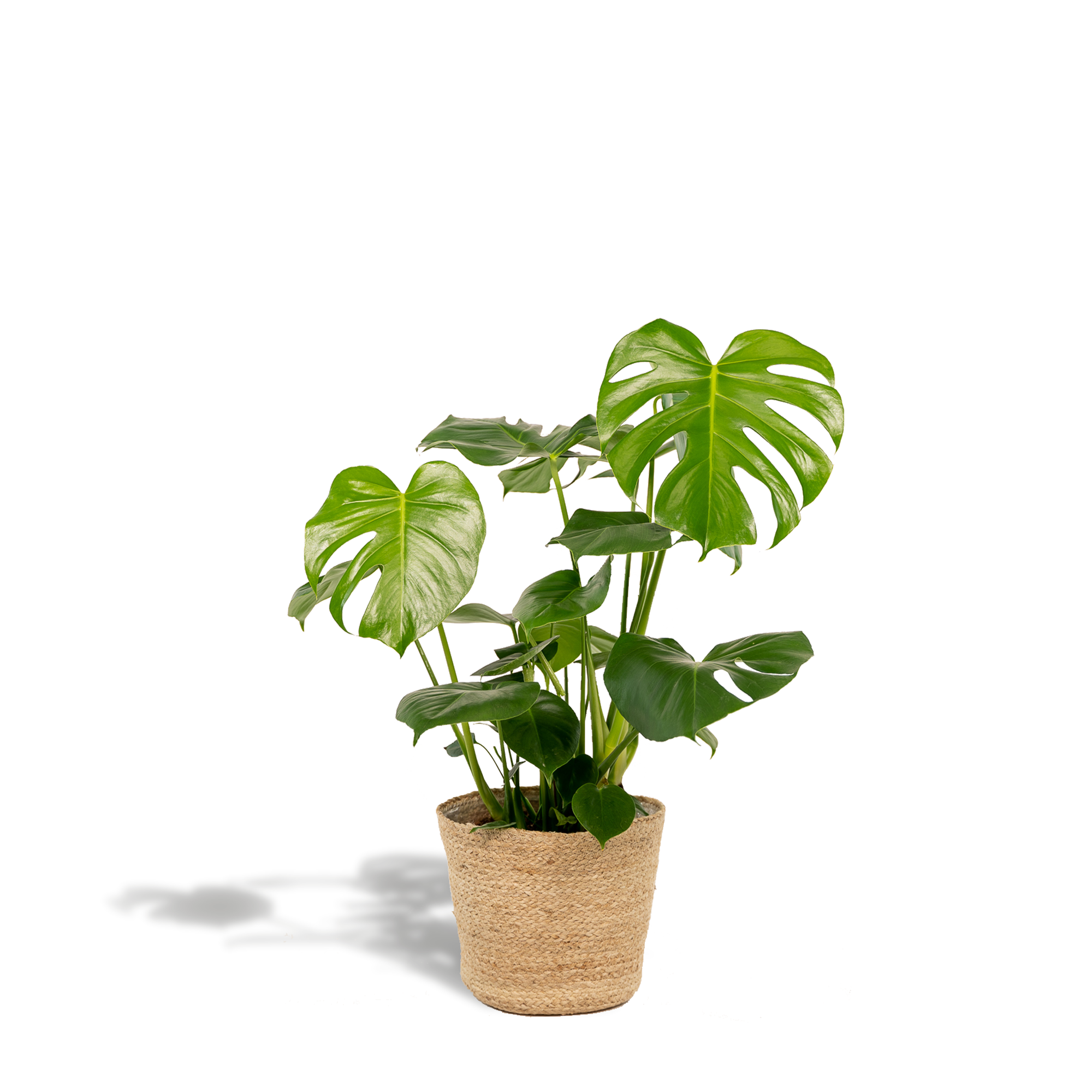 Monstera Deliciosa - ↨80cm - Ø21cm + Mand Selin