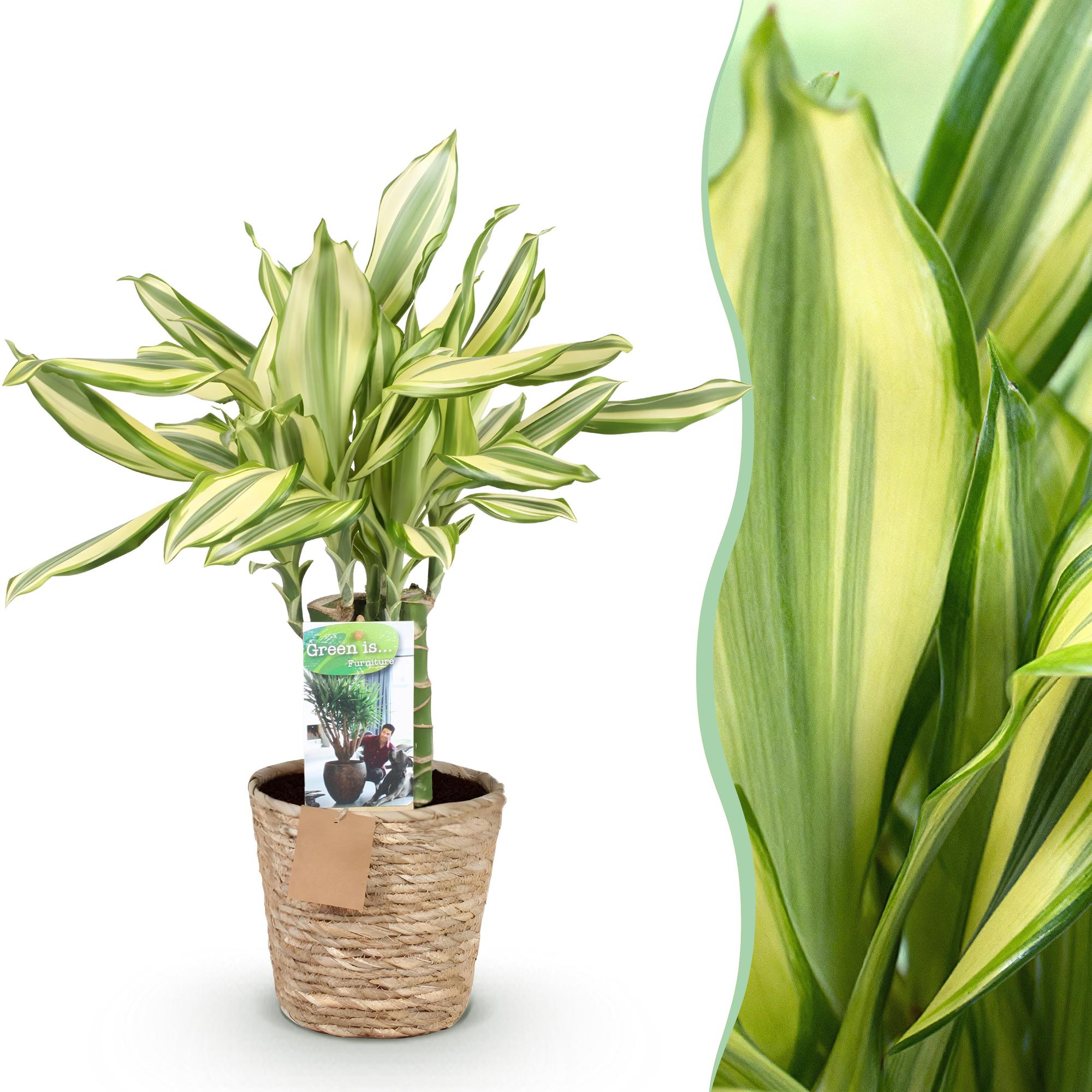 Green BoutiQ - Green is... Kamerplanten - Dracaena fragrans Diamond Dream - Drakenbloedboom - Weinig onderhoud - met mand - Groen - 1 Plant - Pot 17cm - Hoogte 50-55cm