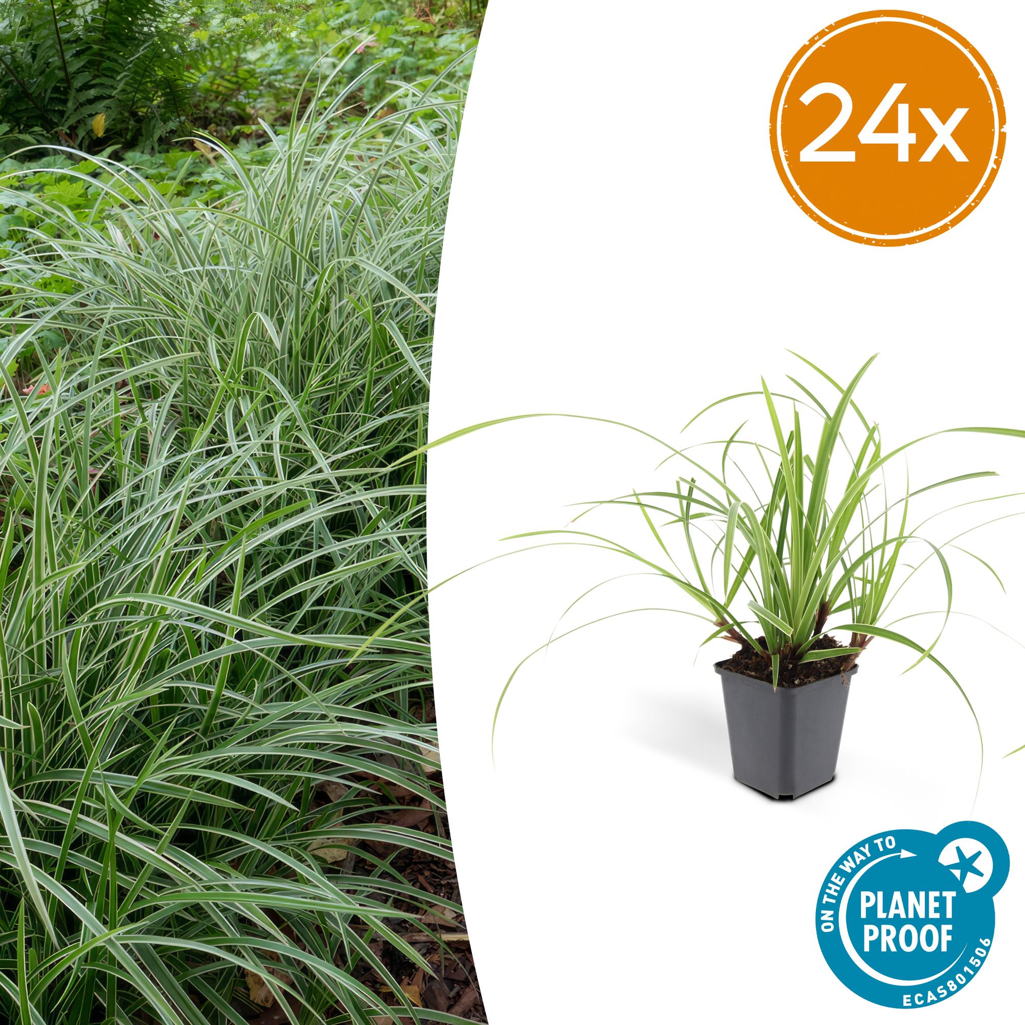 24x Carex morrowii 'Ice Dance' - ↕10-25cm - Ø9cm