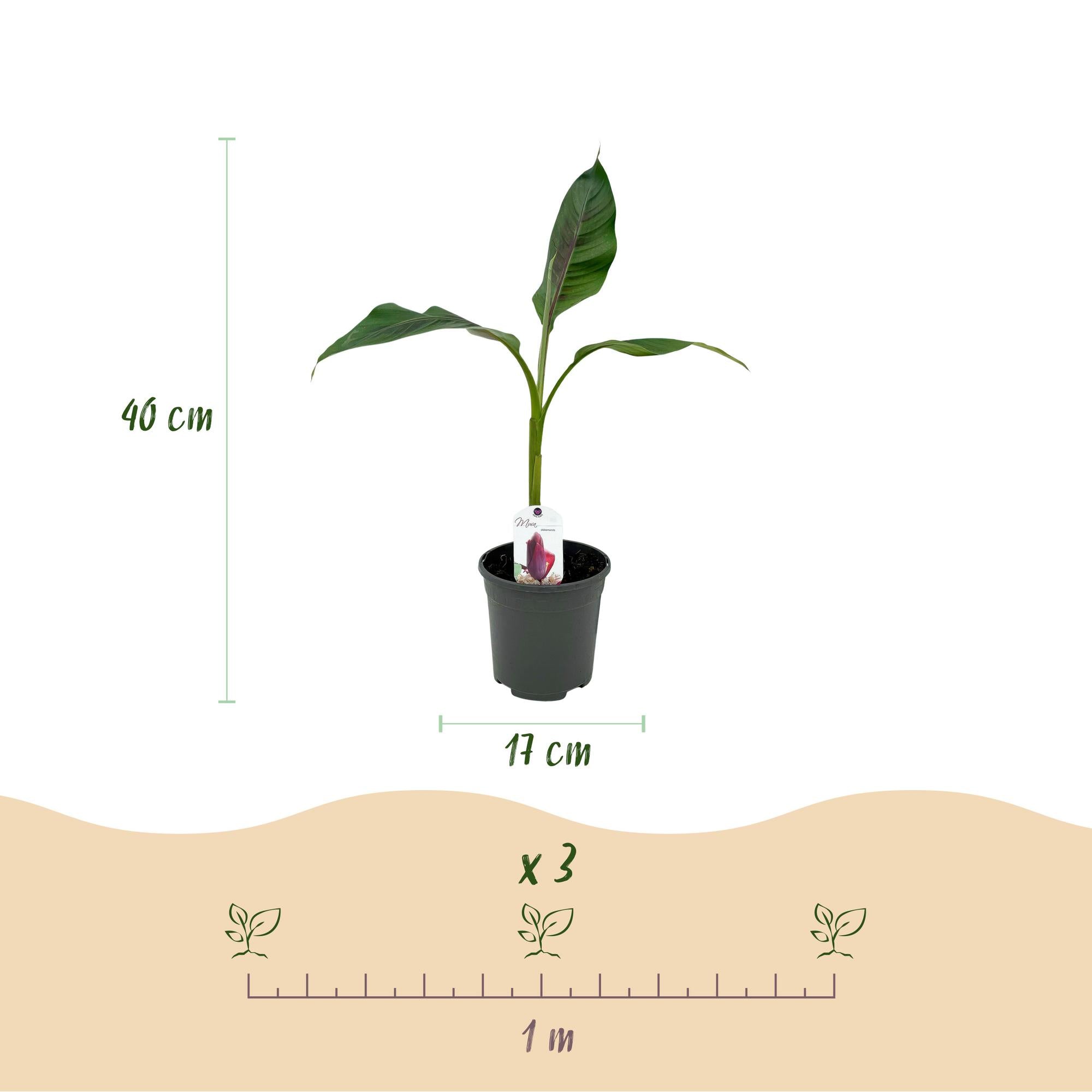 Green boutiQ - Fruitplant - Bananen plant - Musa sikkemensis Red Tiger - Winterhard - 4 planten - Pot 17cm Hoogte 40cm