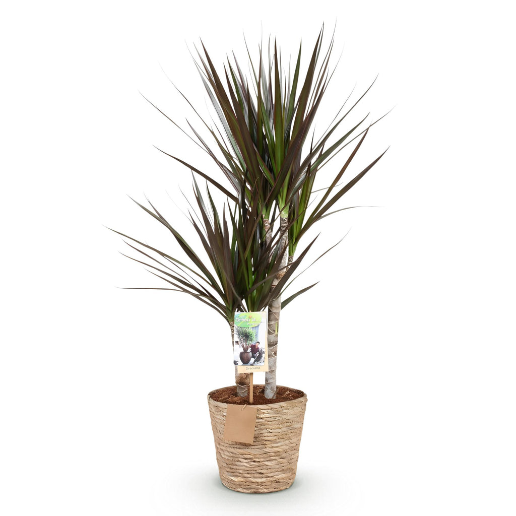 Green BoutiQ - Green is... Kamerplanten - Dracaena Magenta - Drakenbloedboom - Weinig onderhoud - met mand - Groen - 1 Plant - Pot 17cm - Hoogte 70-80cm