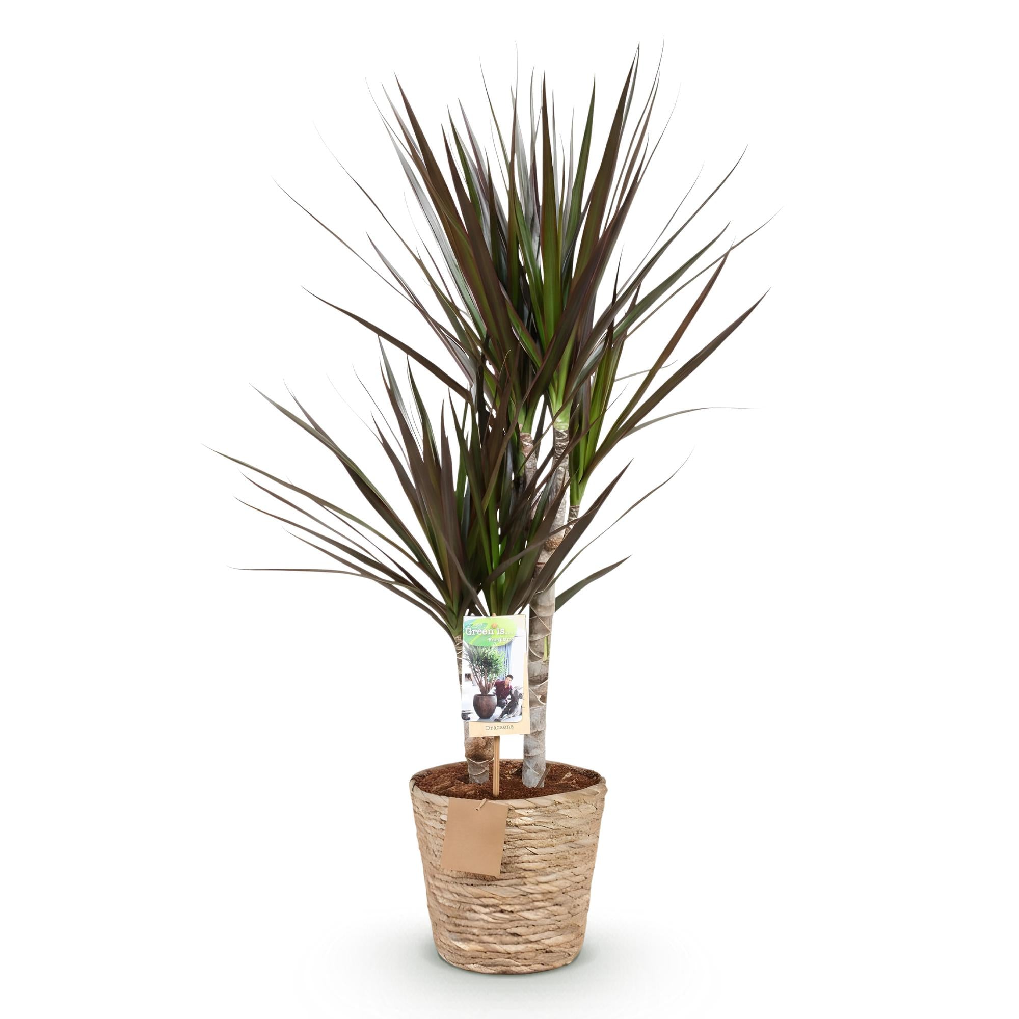 Green BoutiQ - Green is... Kamerplanten - Dracaena Magenta - Drakenbloedboom - Weinig onderhoud - met mand - Groen - 1 Plant - Pot 17cm - Hoogte 70-80cm