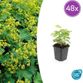 48x Alchemilla mollis - ↕10-25cm - Ø9cm