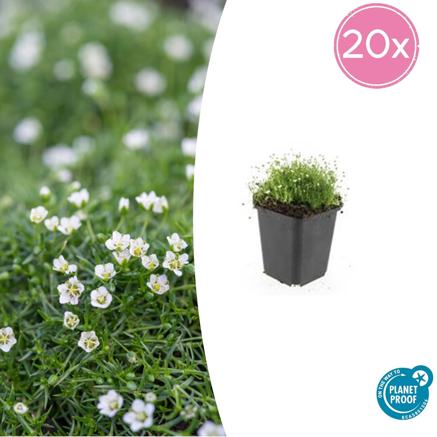 20x Sagina subulata - ↕10-25cm - Ø9cm