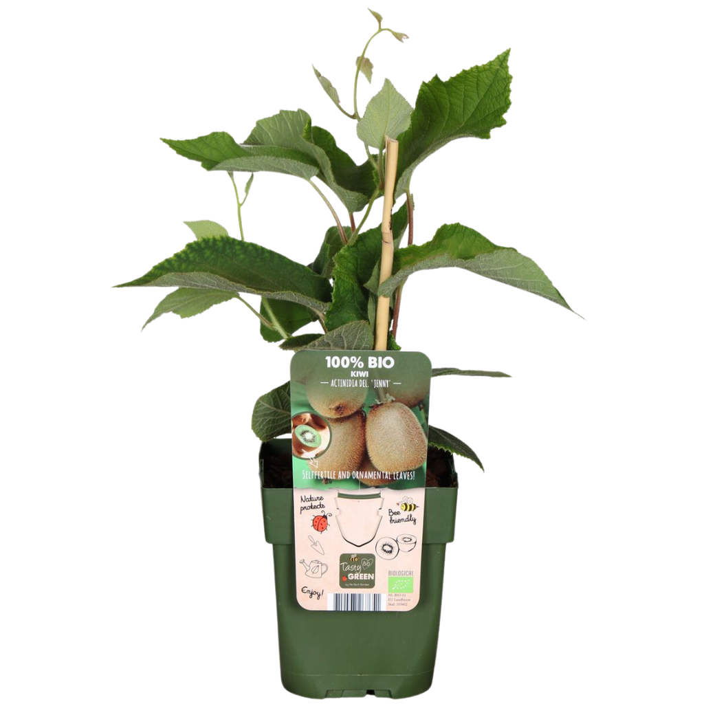 3 x Biologische kiwiplanten - Ø 13 cm - ↨ 20 cm