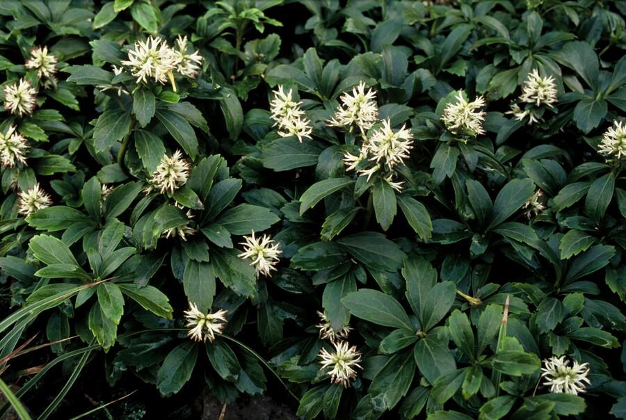 12x Pachysandra term. 'Green Sheen' - ↕10-25cm - Ø9cm