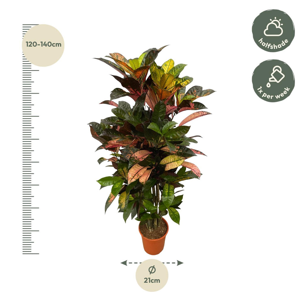 Codiaeum (Croton) Iceton vertakt - 110 cm - Ø24cm