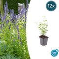 20x Agastache 'Black Adder' - ↕10-25cm - Ø9cm