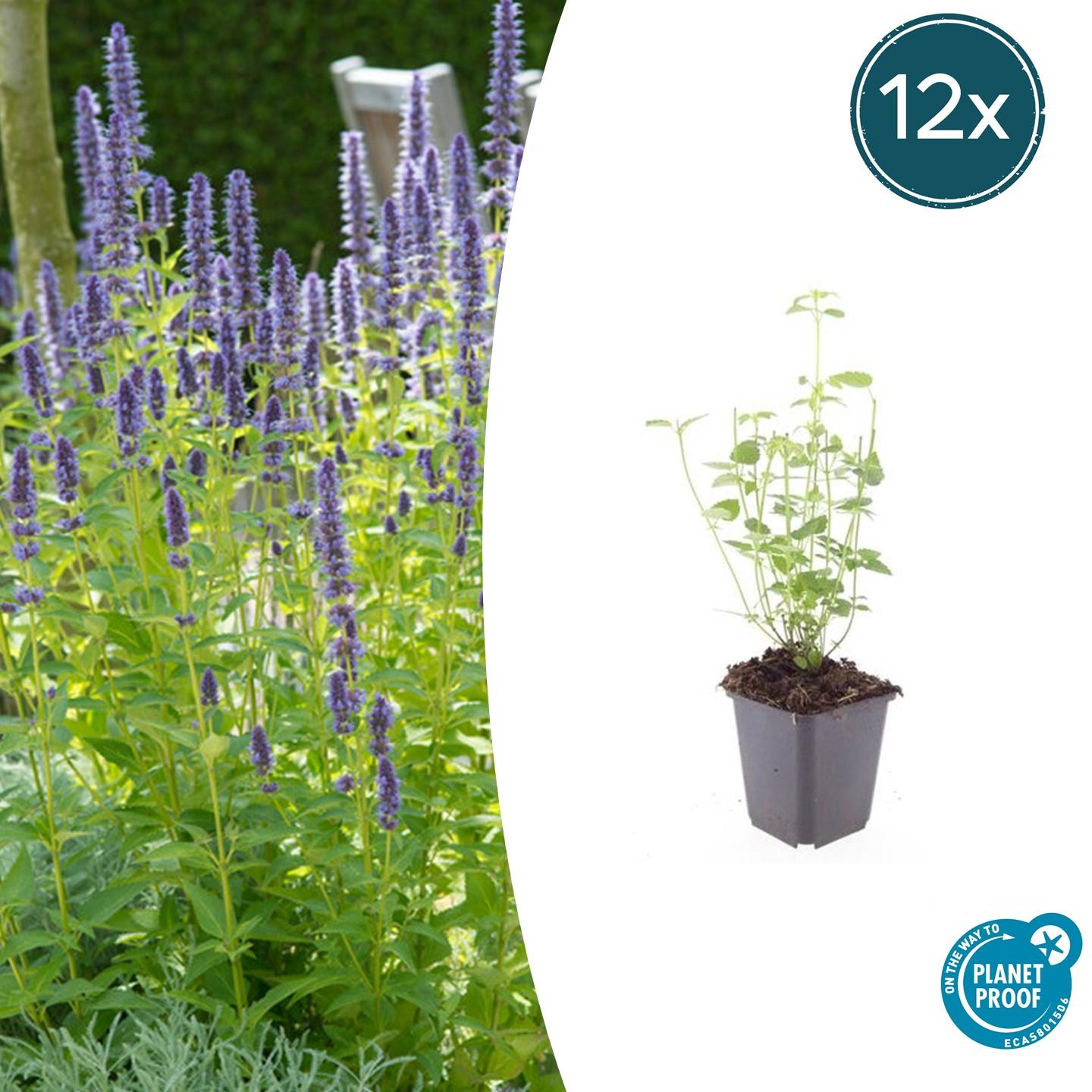 20x Agastache 'Black Adder' - ↕10-25cm - Ø9cm
