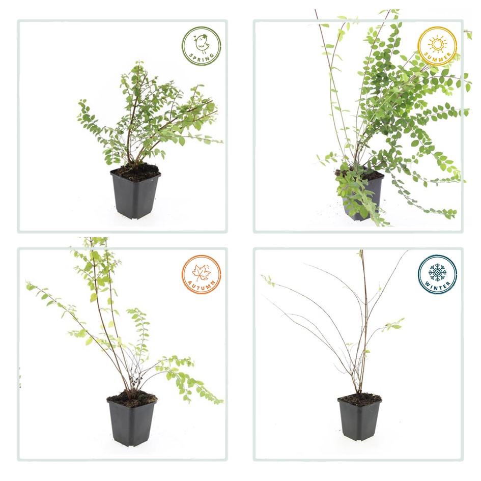 40x Symphoricarpos ch. 'Hancock' - ↕10-25cm - Ø9cm