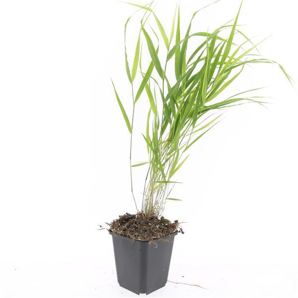 48x Hakonechloa macra - ↕10-25cm - Ø9cm