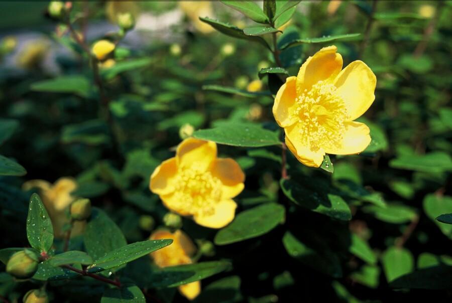 40x Hypericum dummeri 'Peter Dummer' - ↕10-25cm - Ø9cm