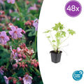 48x Geranium macrorrhizum - ↕10-25cm - Ø9cm