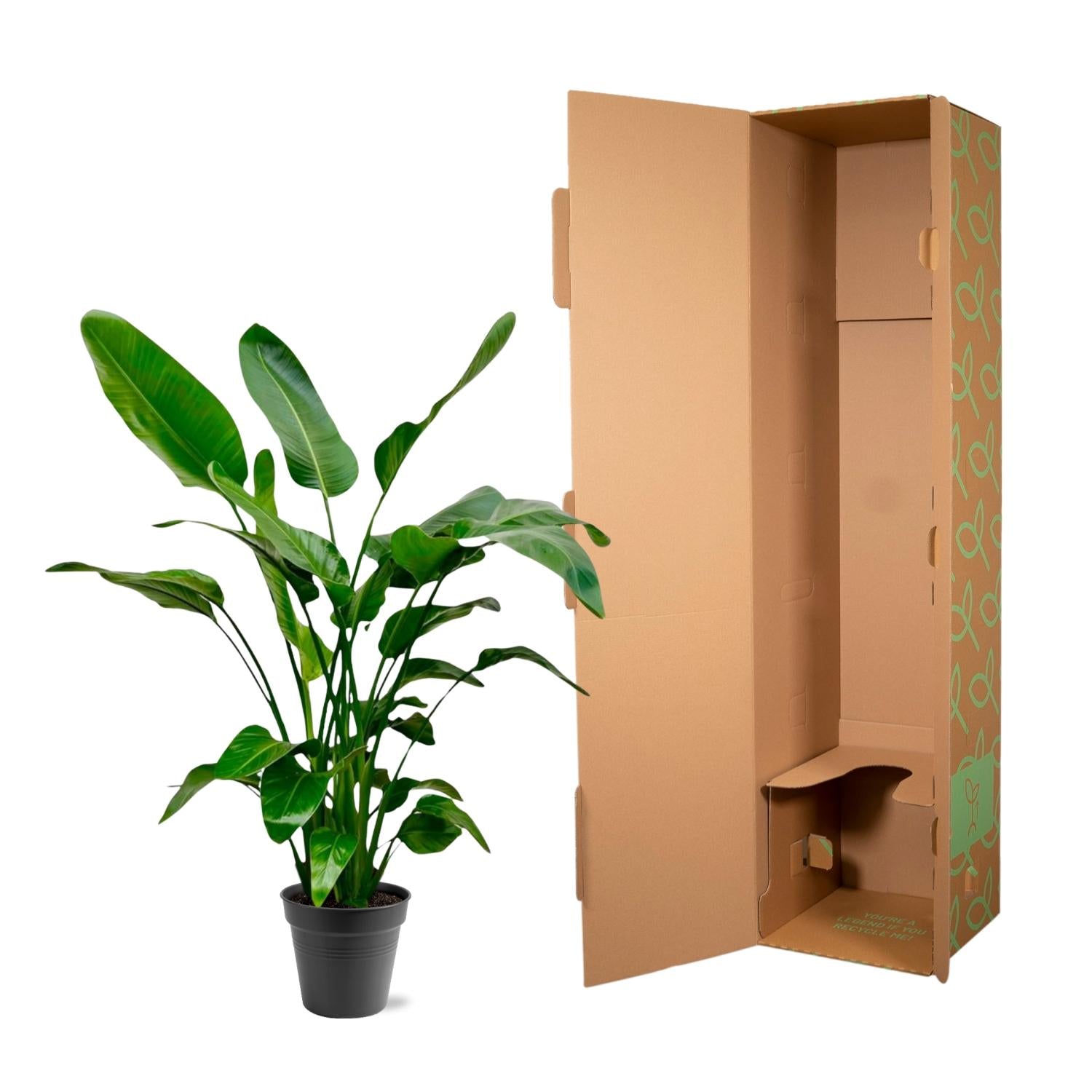 Strelitzia Nicolai - 140 - 150cm - Ø24