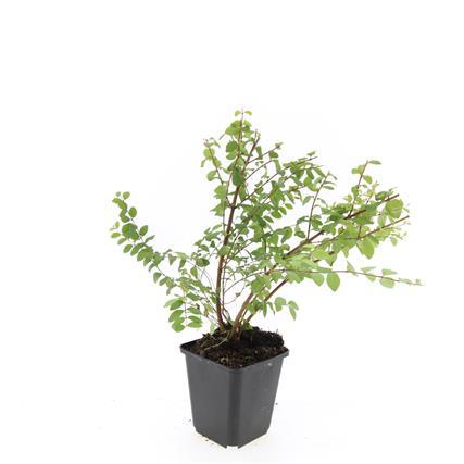 24x Symphoricarpos ch. 'Hancock' - ↕10-25cm - Ø9cm