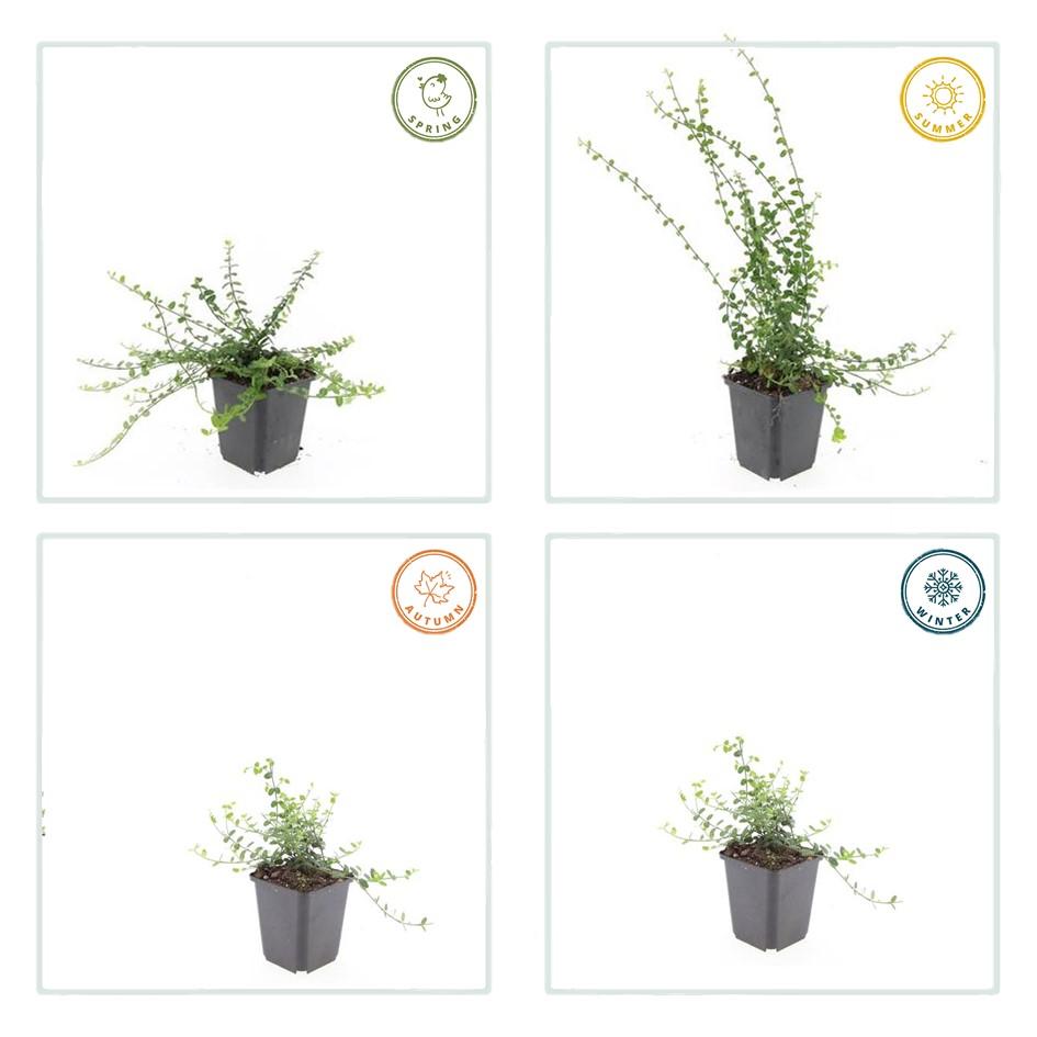 40x Euonymus fort. 'Minimus' - ↕10-25cm - Ø9cm