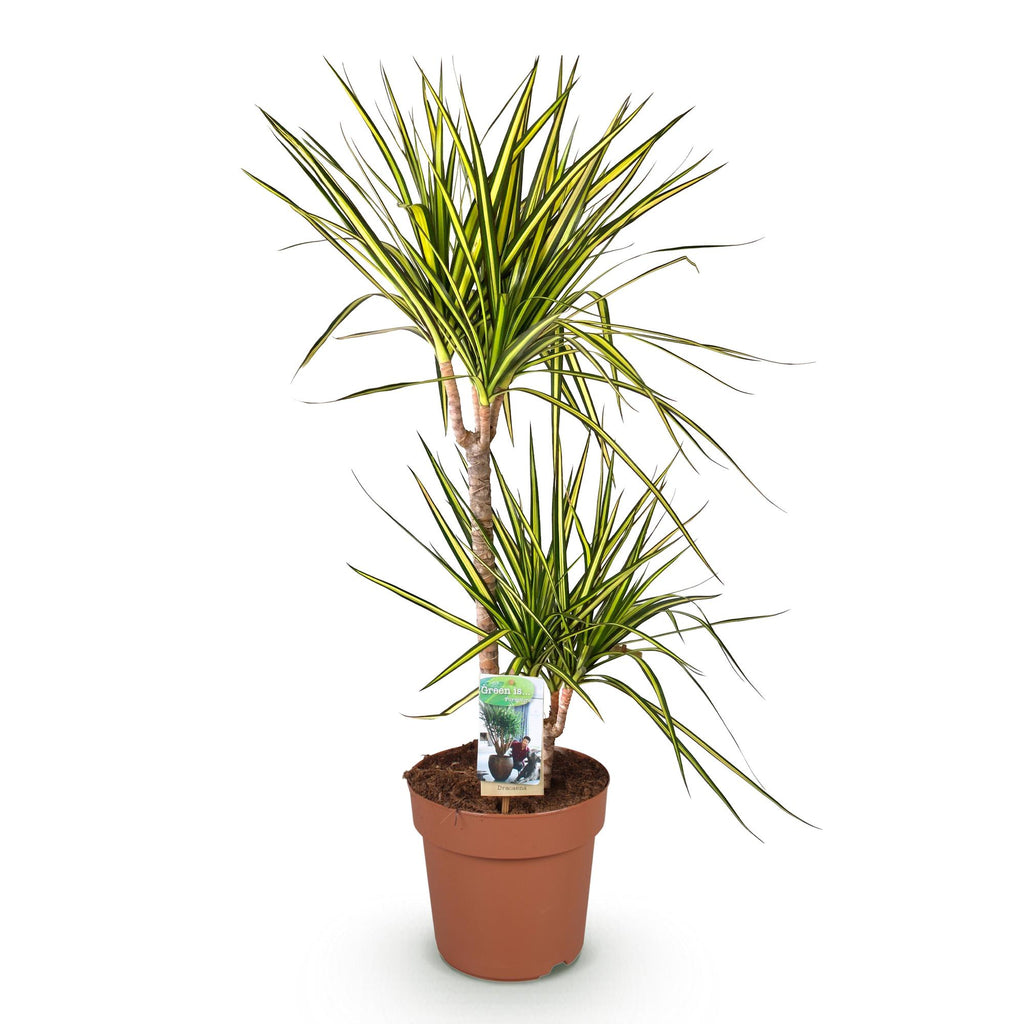 Green BoutiQ - Green is... Kamerplanten - Dracaena Sunray - Drakenbloedboom - Weinig onderhoud - Groen - 1 Plant - Pot 21cm - Hoogte 90-100cm