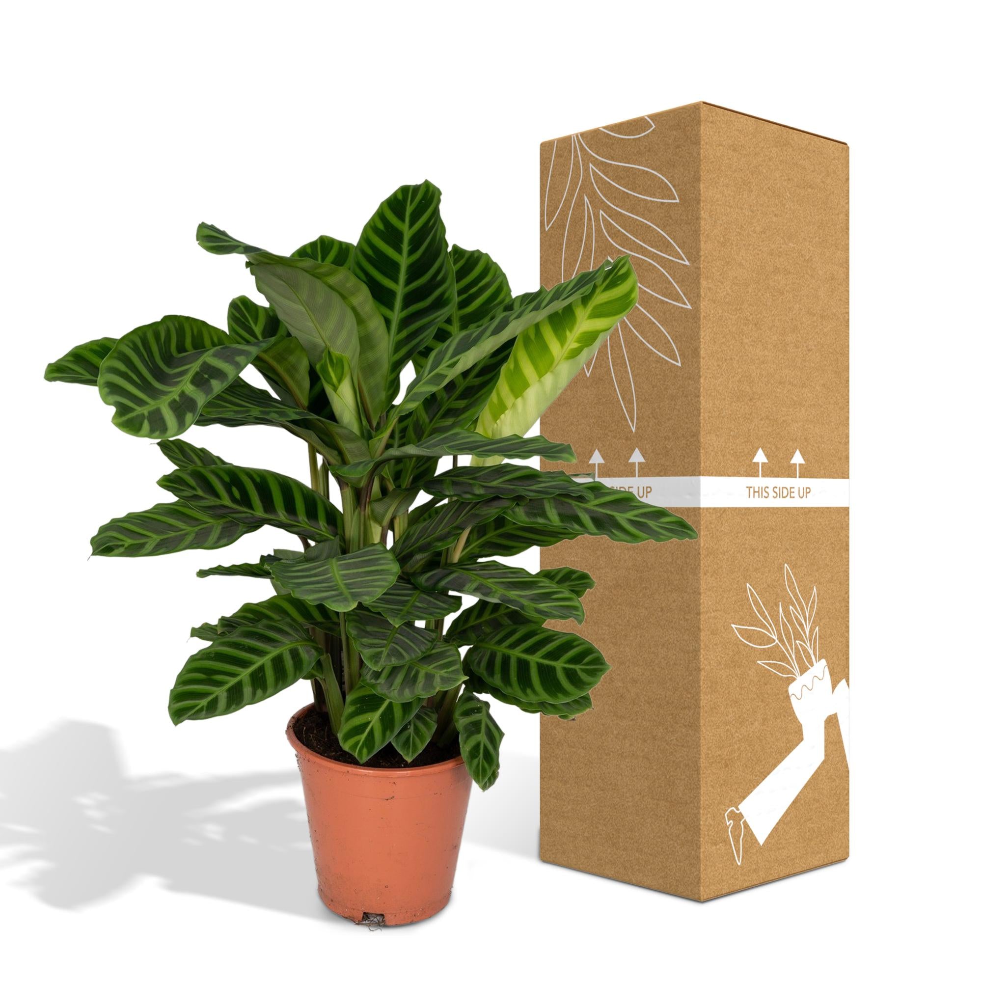 Calathea Zebrina - Pauwenplant - Ø19cm - ↕80cm