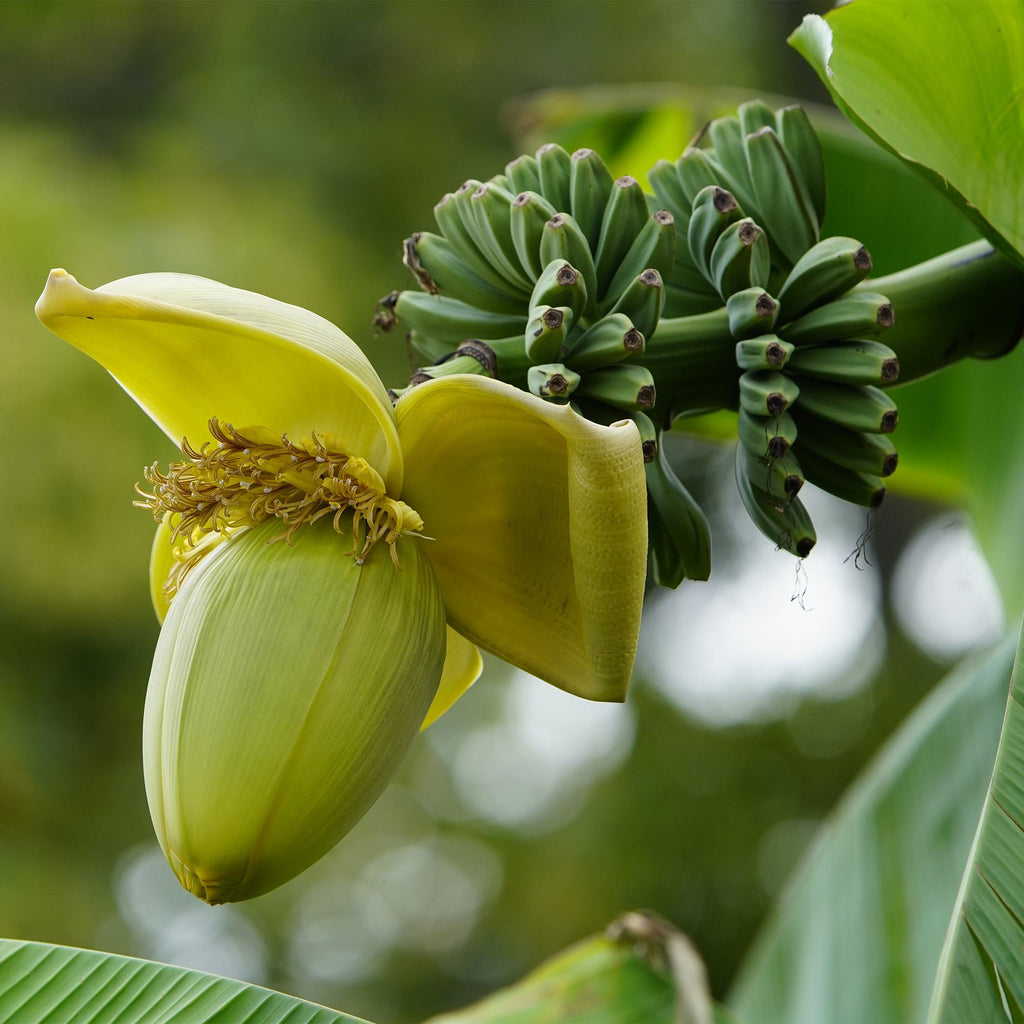 Green boutiQ - Fruitplant - Bananen plant - Musa Basjoo - Winterhard - 4 planten - Pot 17cm Hoogte 40cm