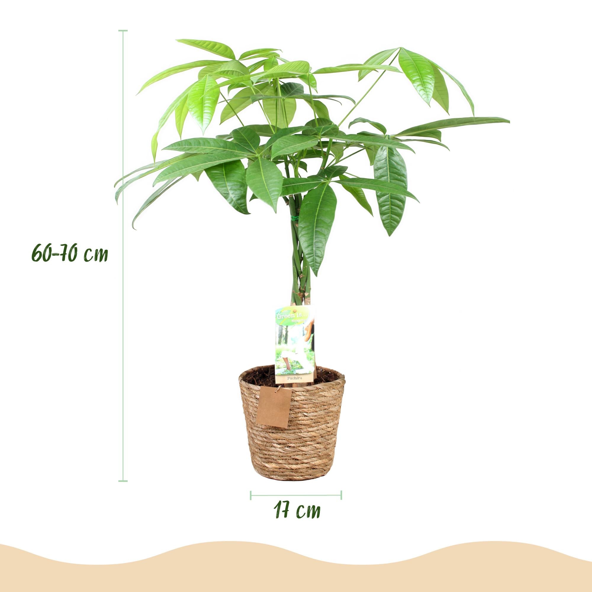 Green BoutiQ - Green is... Kamerplanten - Pachira Aquatica gevlochten stam - Geldboom - Weinig onderhoud - met mand - Groen - 2 Planten - Pot 17cm - Hoogte 60-70cm