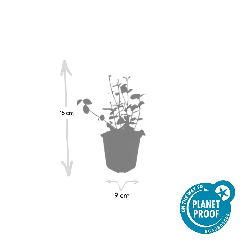 48x Euonymus fort. 'Coloratus' - ↕10-25cm - Ø9cm