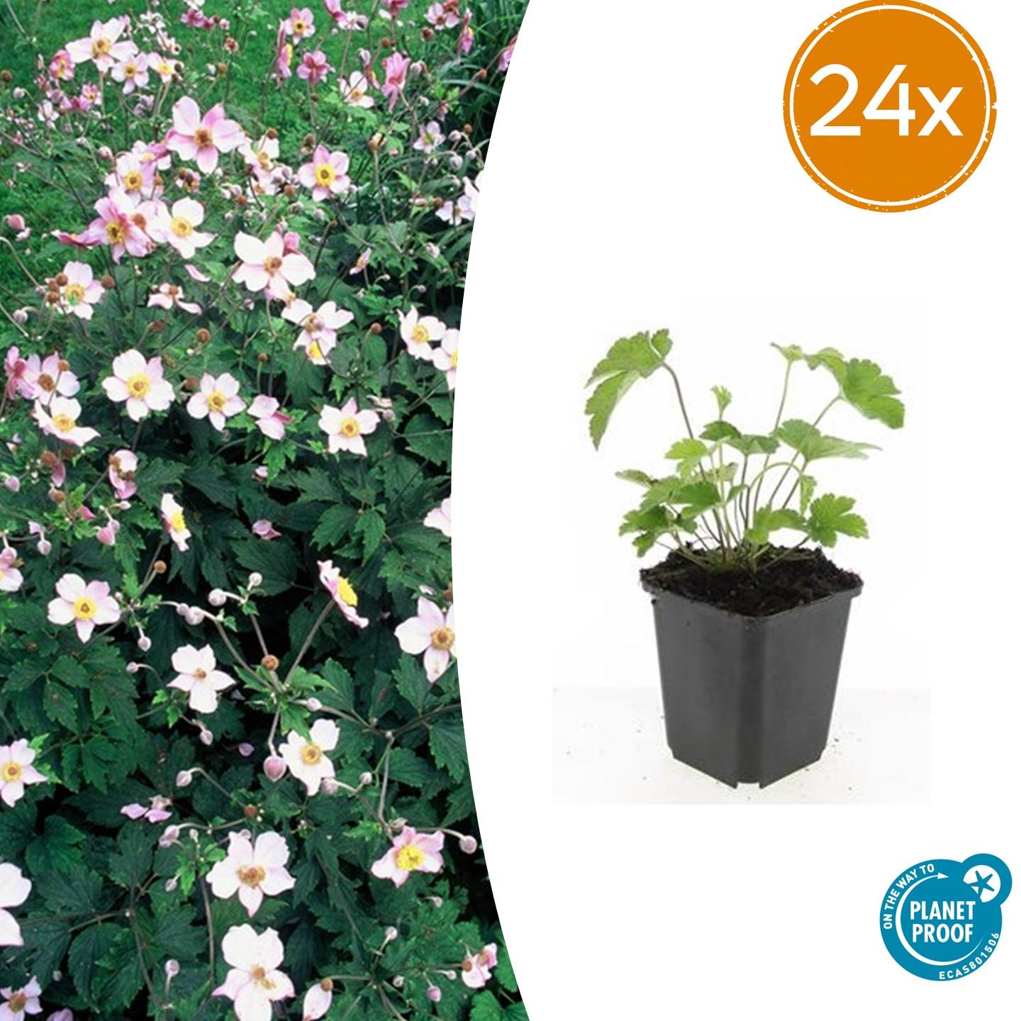 24x Anemone tom. 'Robustissima' - ↕10-25cm - Ø9cm