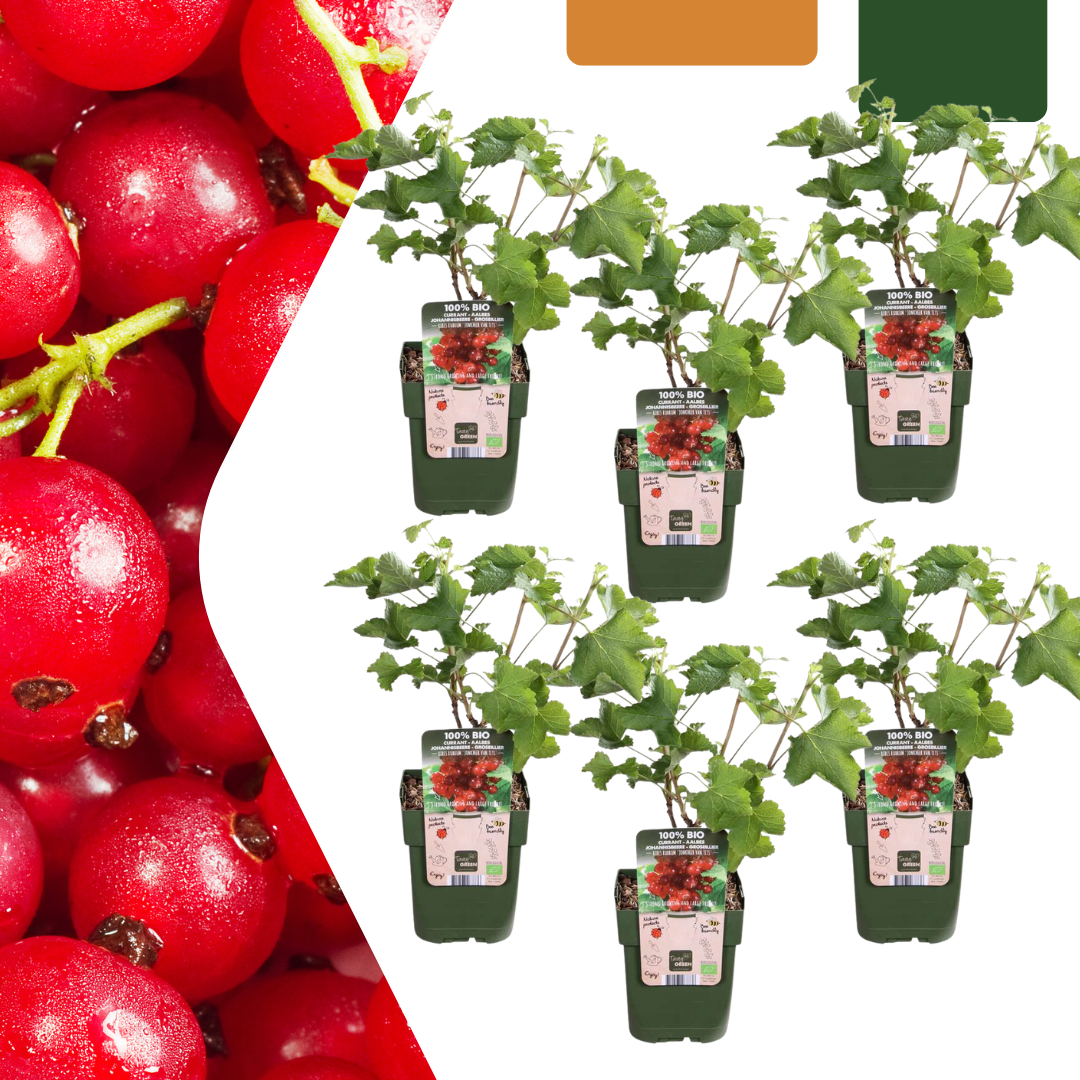 6 x Biologische Kruisbessenplanten - Ø 13 cm - ↨ 20 cm