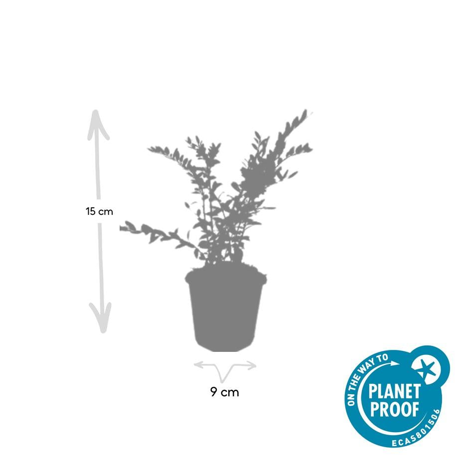 40x Lonicera pileata - ↕10-25cm - Ø9cm