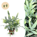 Green boutiQ - Kamerplant - Phlebodium aureum Blue Star - Blauwe Varen - Huisdiervriendelijk - Blauw - 4 Planten - Pot 12cm - Hoogte 25-30cm