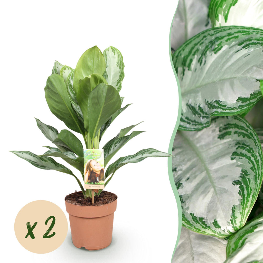 Green BoutiQ - Green is... Kamerplanten - Aglaonema Silver Bay - Zilverblad - Weinig onderhoud - Groen - 2 Planten - Pot 17cm - Hoogte 70-75cm
