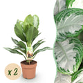 Green BoutiQ - Green is... Kamerplanten - Aglaonema Silver Bay - Zilverblad - Weinig onderhoud - Groen - 2 Planten - Pot 17cm - Hoogte 70-75cm