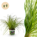 Green boutiQ - Kamerplant - Cyperus alternifolius Zumula - Kattengras - Huisdiervriendelijk - Groen - 4 Planten - Pot 12cm - Hoogte 28-30cm