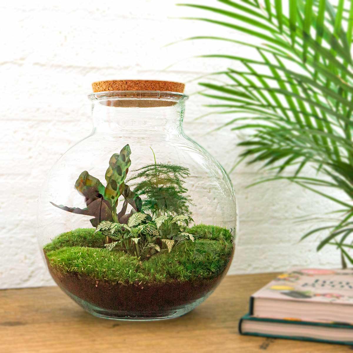 DIY Planten terrarium (met verlichting) - Bolder Bob - Ø 31 cm ↑ 30 cm - Rake + Shovel + Tweezer + Scissors