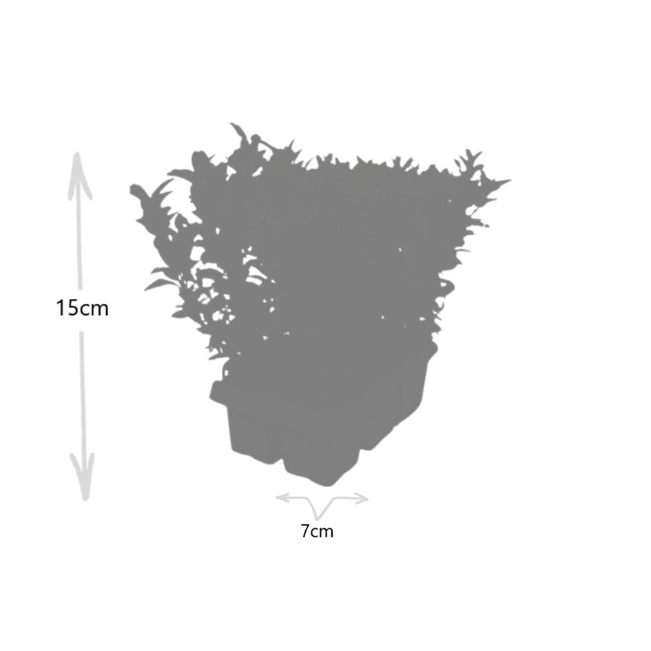 4 x 6 pack Euonymus 'Green Spire' - Ø 7 cm - ↨ 15 cm