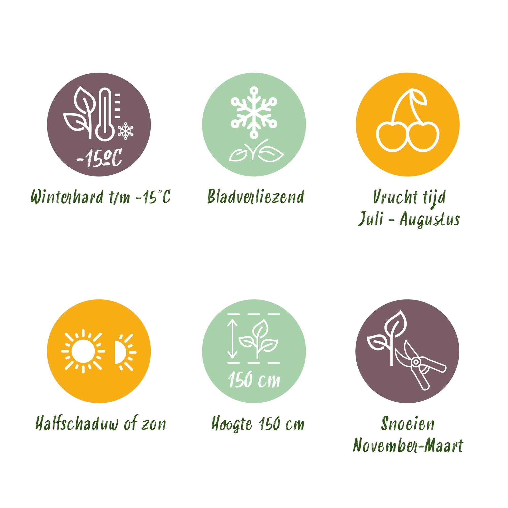 Green boutiQ - Fruitplant - Braam - Rubus Thornfree Evergreen - Zwarte Braam - Doornloos - 2 planten -  Pot 11cm Hoogte 40cm