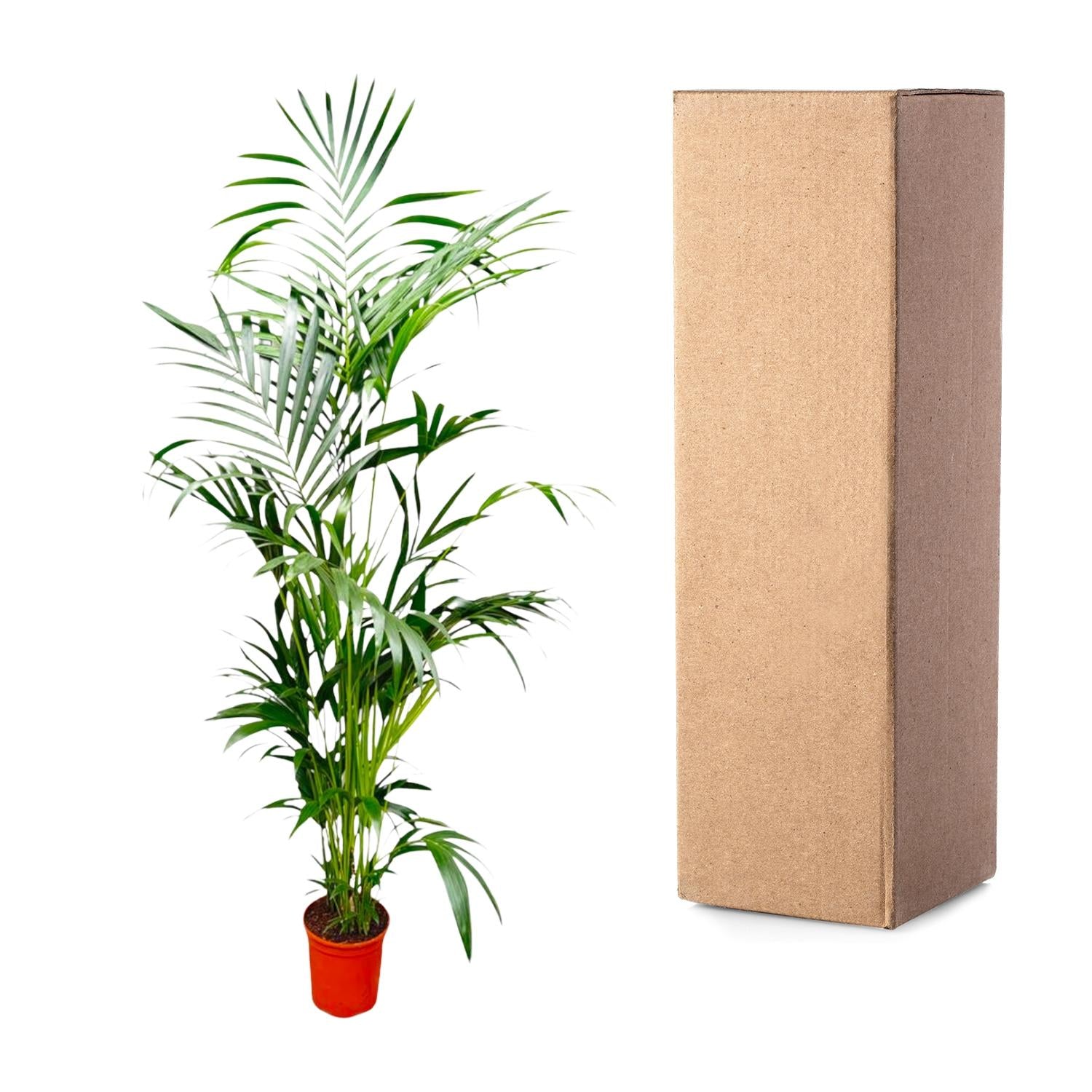 Kentia Palm - 200 cm - ø24-30cm