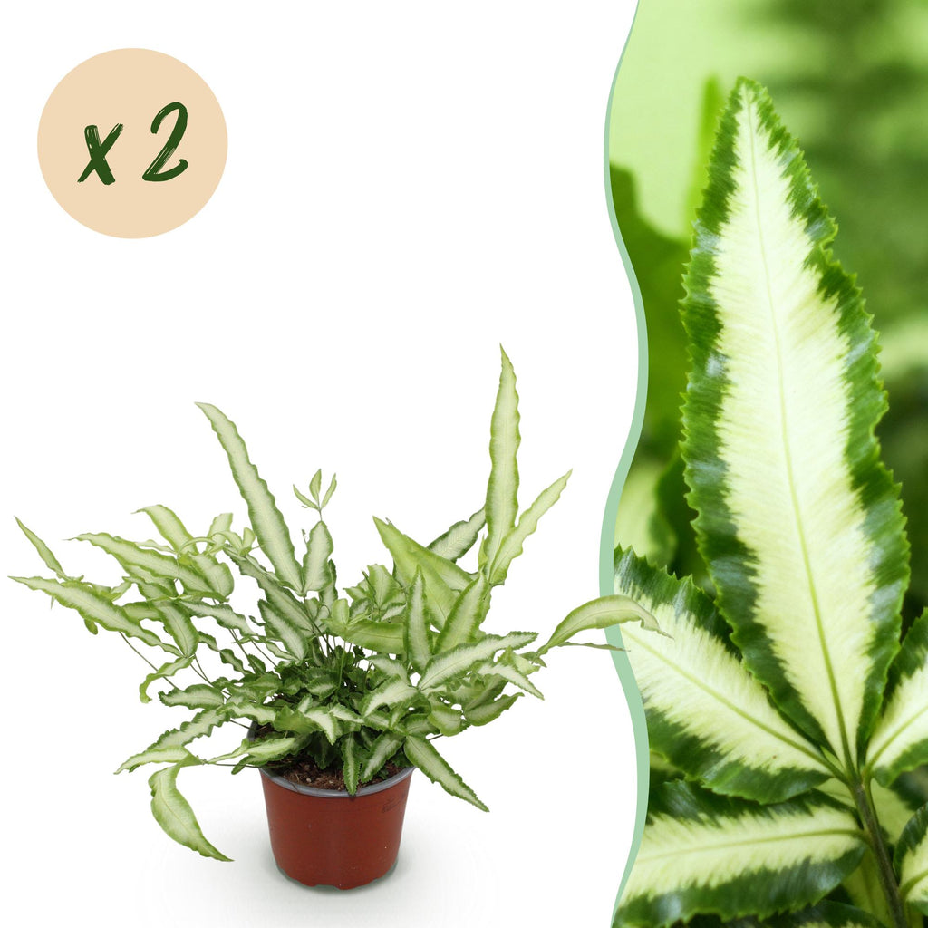 Green boutiQ - Kamerplant - Pteris cretica Albolineata - Lintvaren - Huisdiervriendelijk - Bont - 2 Planten - Pot 12cm - Hoogte 28-30cm