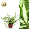 Green boutiQ - Kamerplant - Pteris cretica Albolineata - Lintvaren - Huisdiervriendelijk - Bont - 2 Planten - Pot 12cm - Hoogte 28-30cm