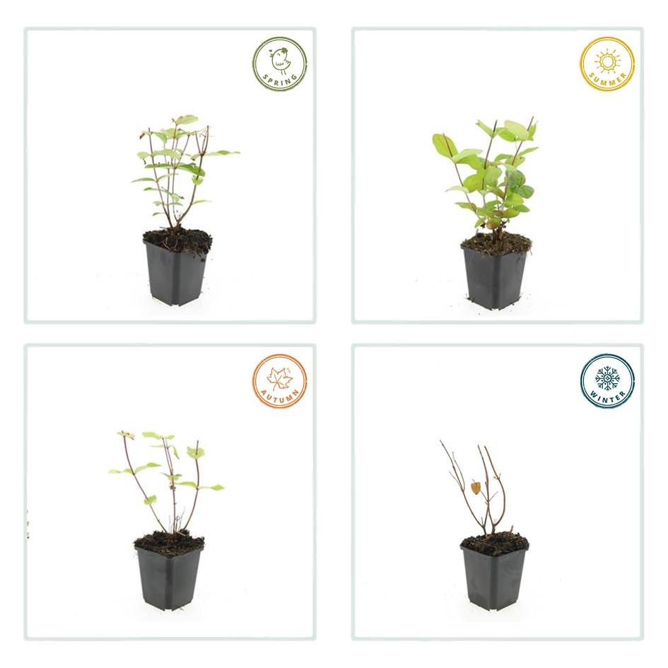 12x Hypericum inodorum 'Beauty' - ↕10-25cm - Ø9cm